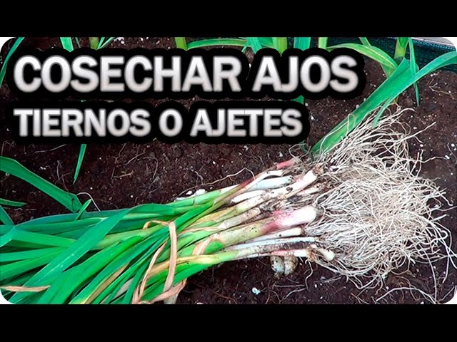 cuando se plantan los ajos tiernos