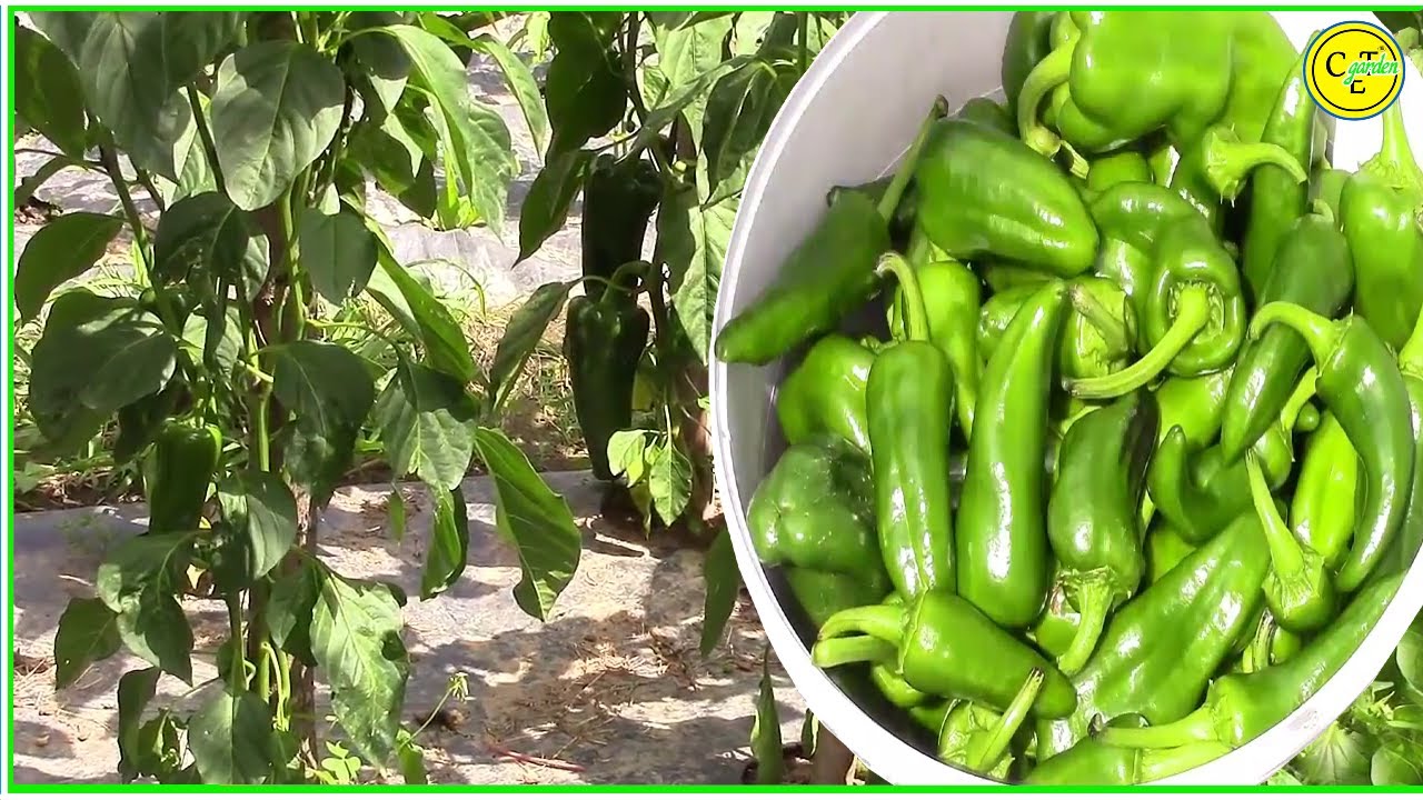cuando se plantan los pimientos verdes
