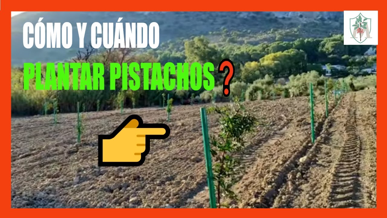 cuando se plantan los pistachos injertados