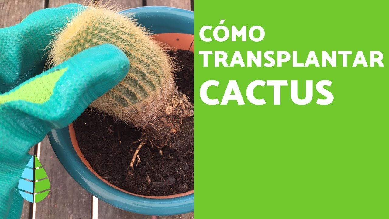 cuando se pueden trasplantar los cactus