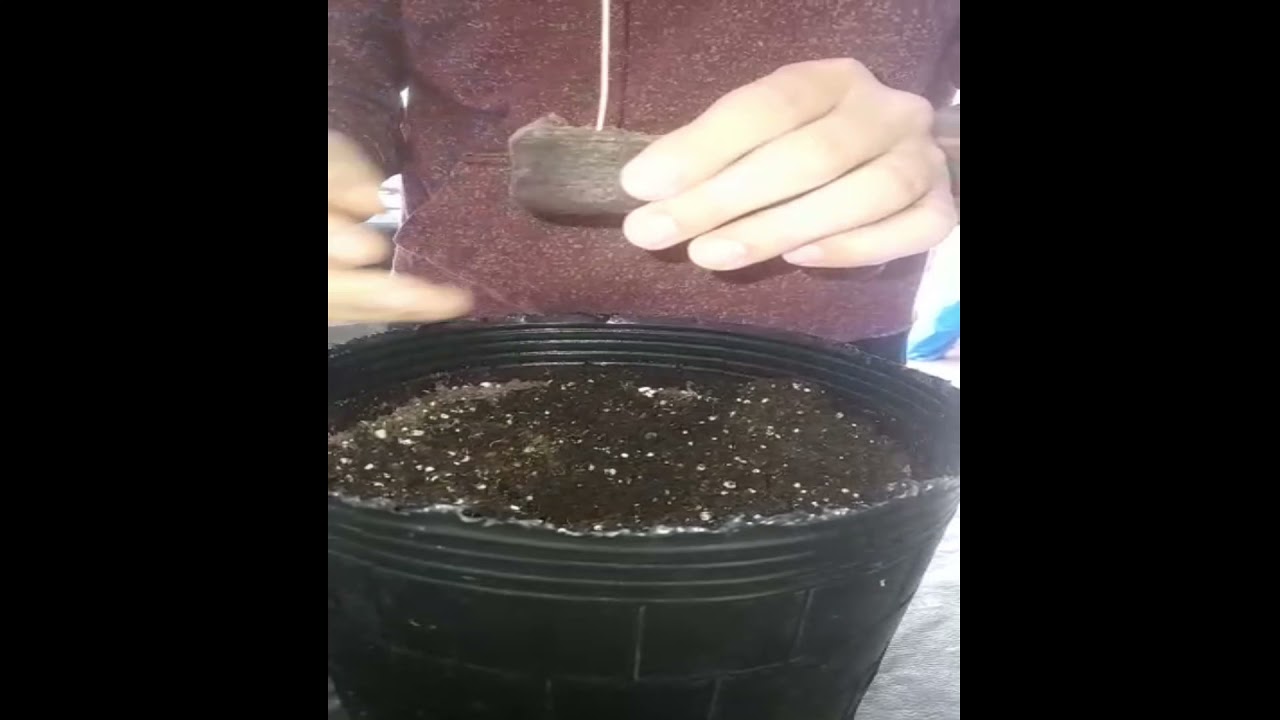 cuando trasplantar del jiffy a maceta