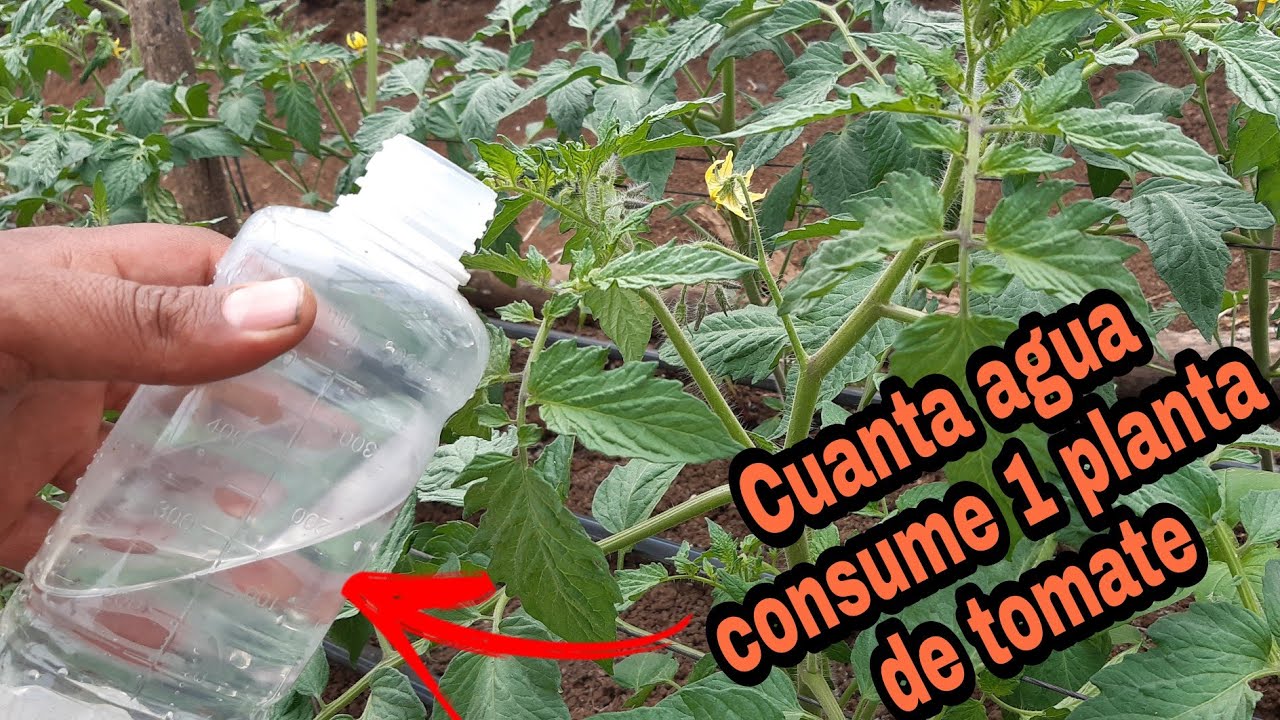 cuanta agua necesita una planta de tomate