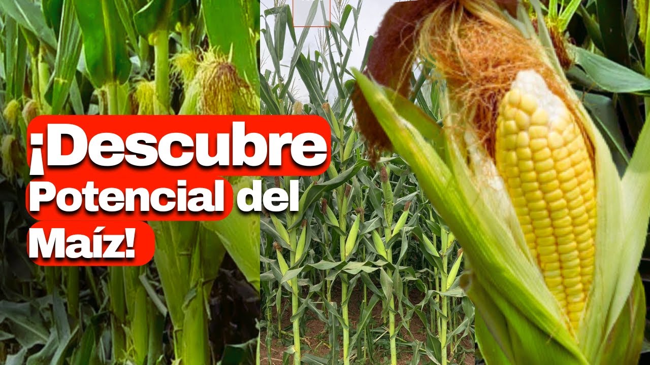 cuantas mazorcas da una planta de maíz