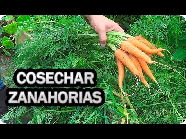 cuantas zanahorias salen de una planta