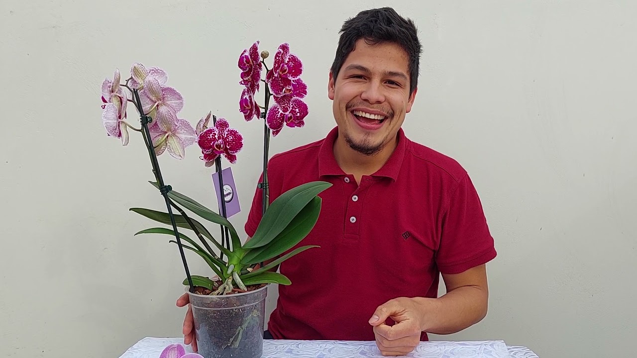cuanto dura la flor de la orquídea