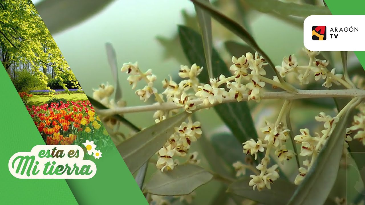 cuanto dura la floracion del olivo