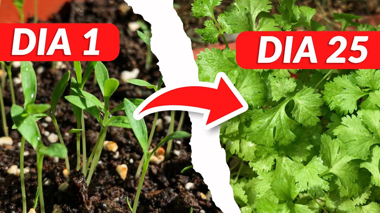cuanto dura una planta de cilantro