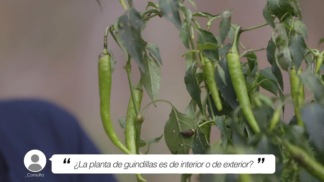 cuanto dura una planta de guindillas