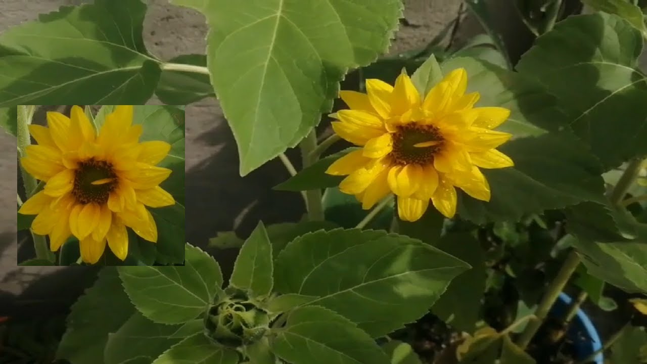 cuanto tarda el girasol en florecer