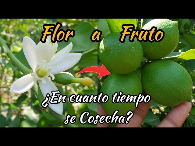 cuanto tarda en crecer un limón desde la flor