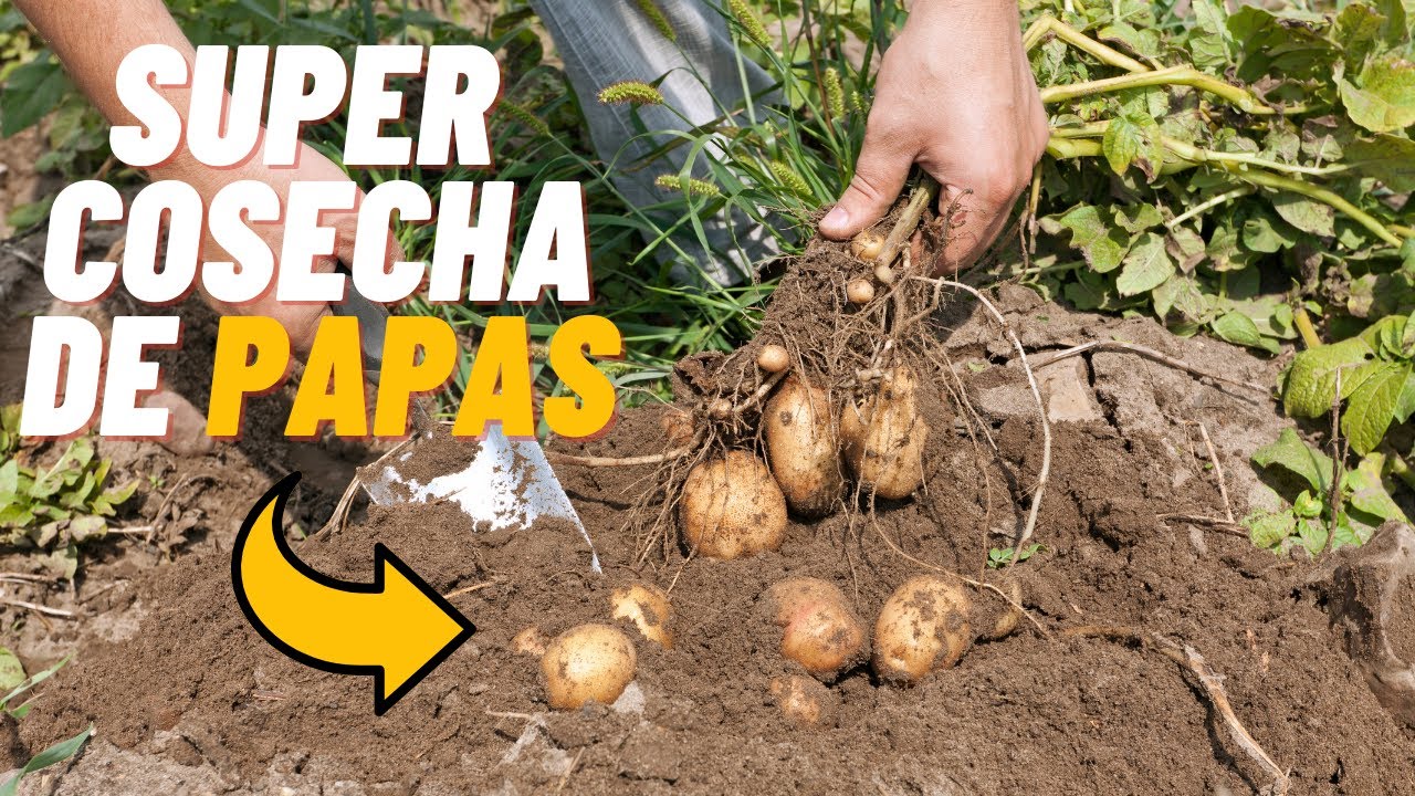 cuanto tarda en dar papas una planta