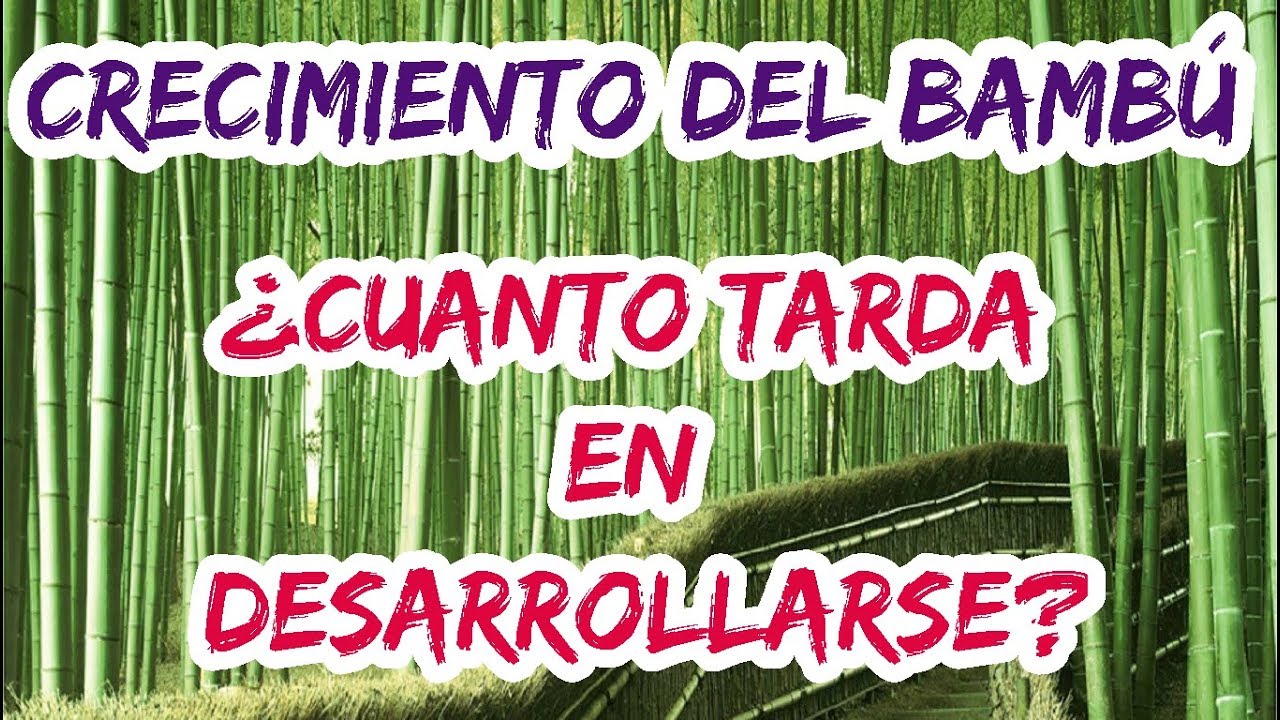 cuánto tarda en florecer el bambú