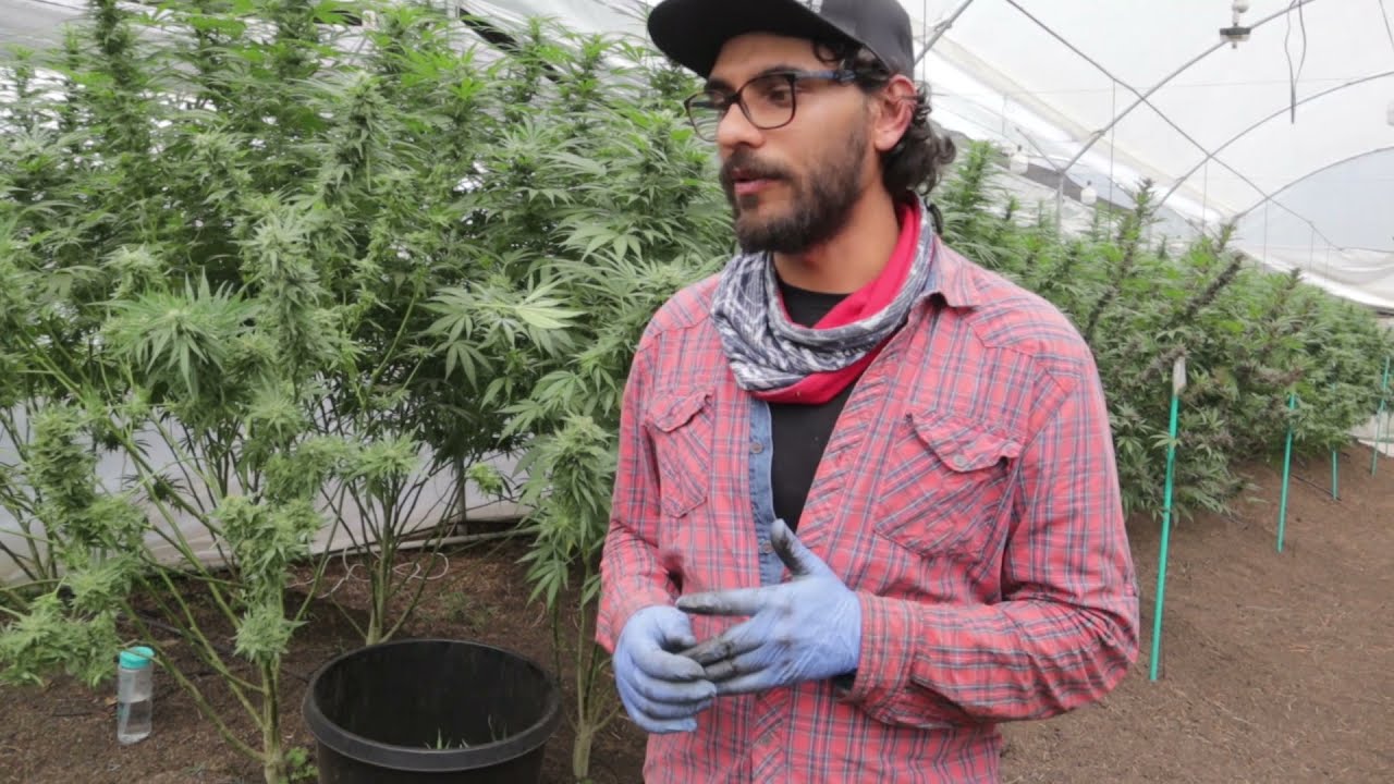 cuantos gramos salen de una planta de exterior