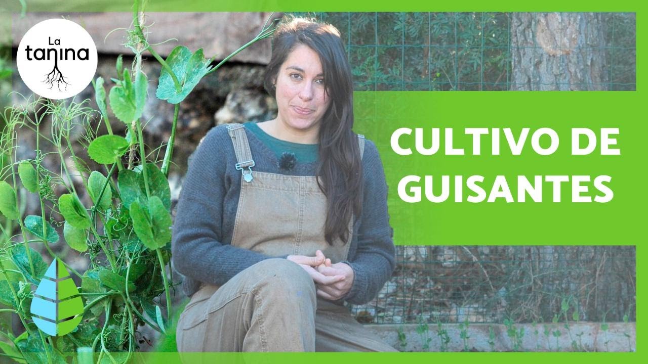 cuantos kilos da una planta de guisantes