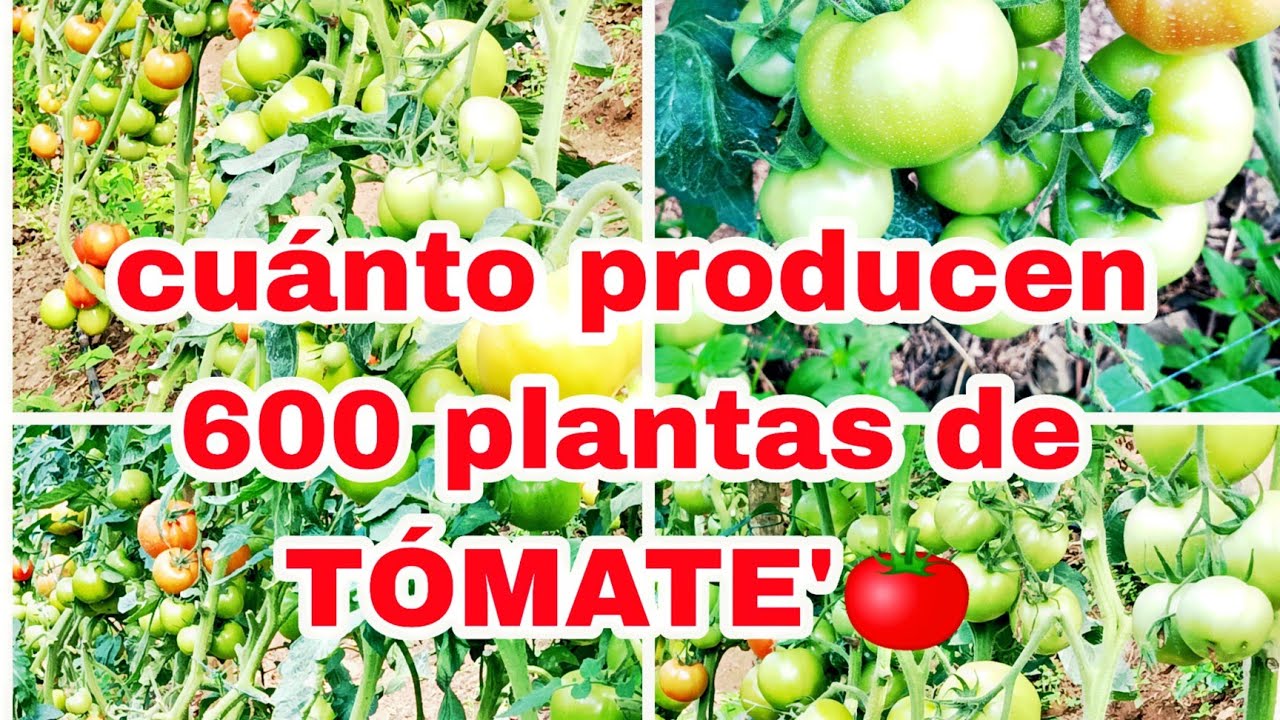 cuantos kilos de tomate da una planta