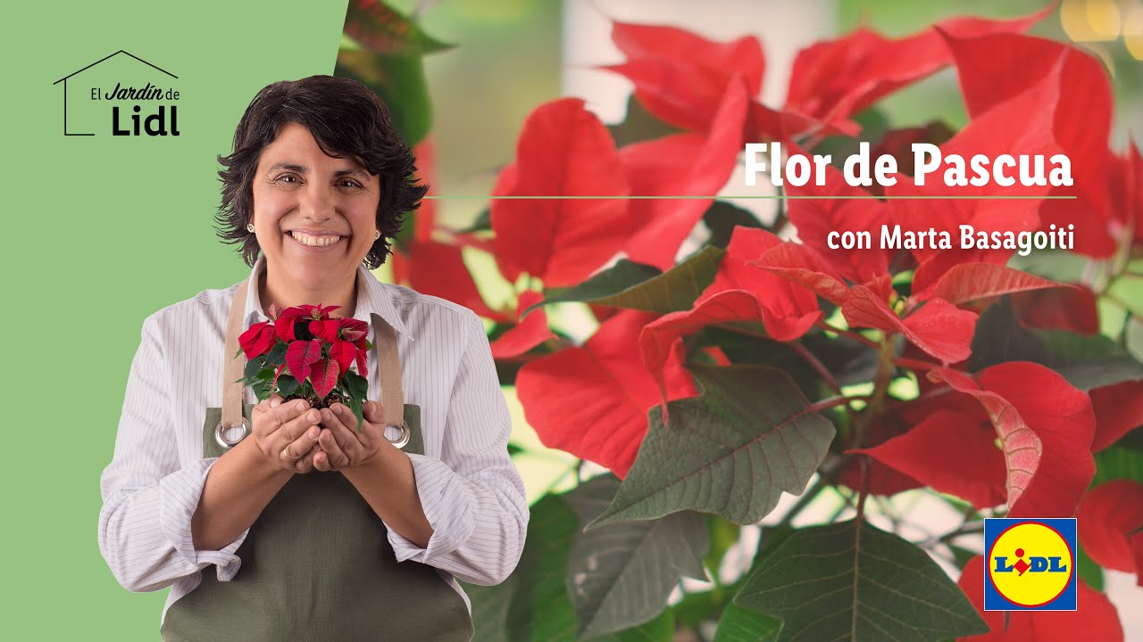 cuidado de la flor de pascua