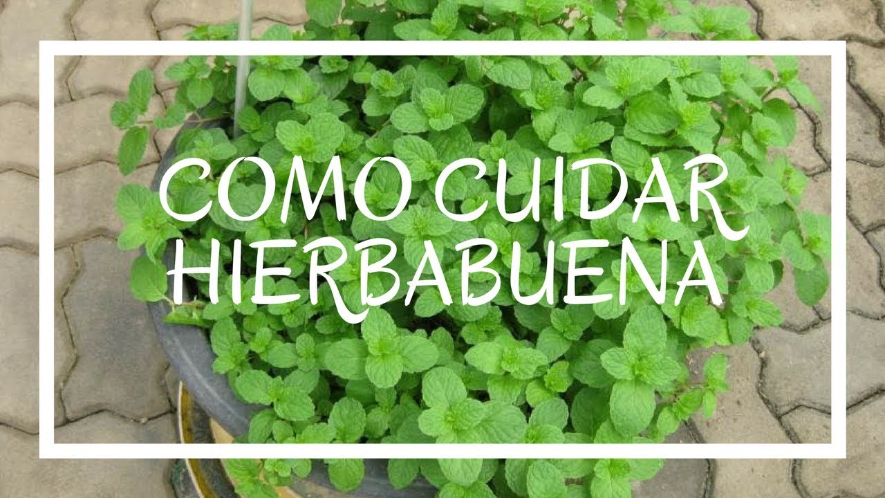 cuidado de la planta de hierbabuena