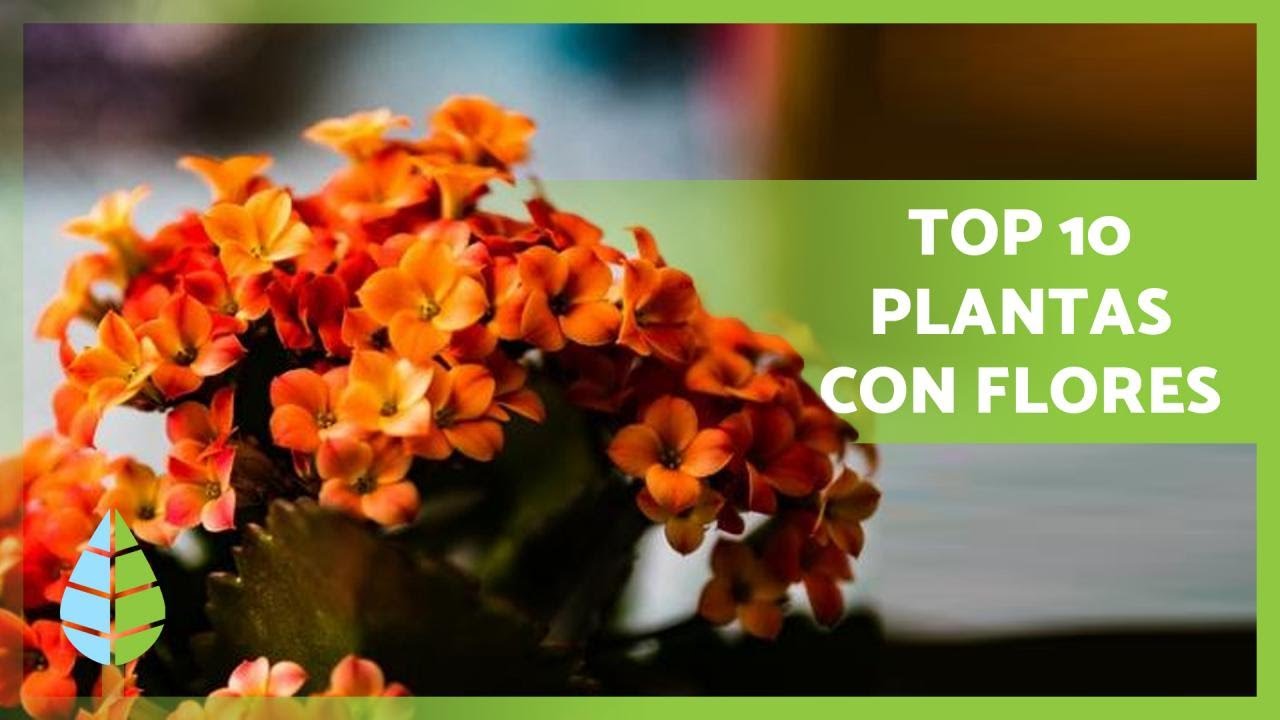 cuidado plantas de interior con flor