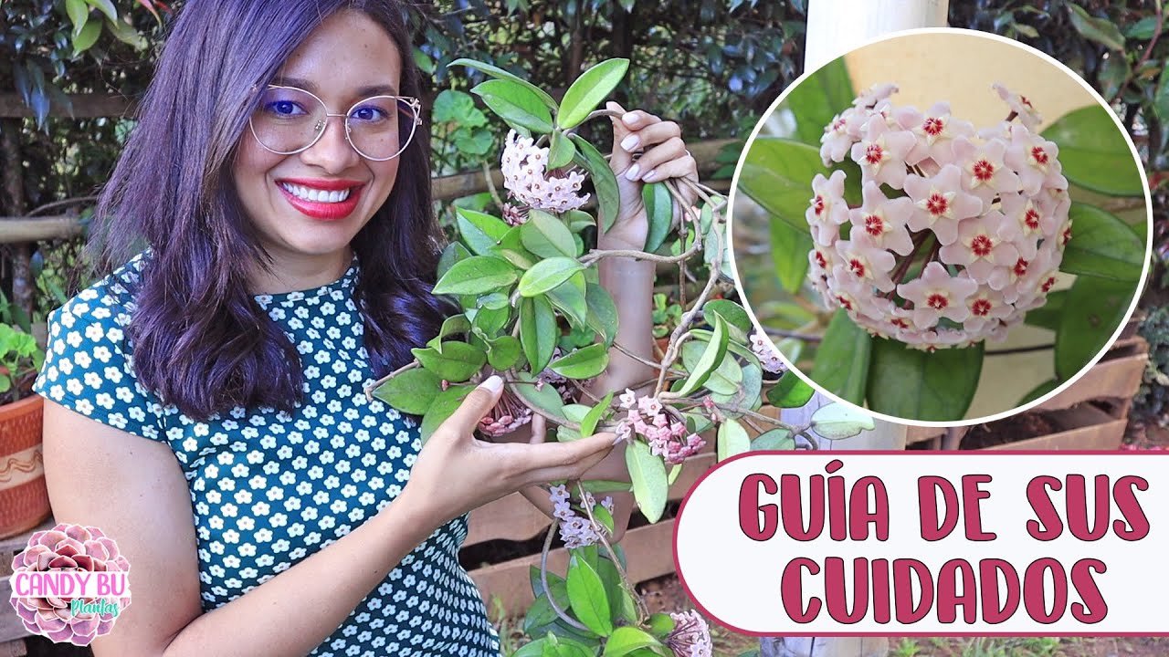 cuidados de la flor de cera en maceta