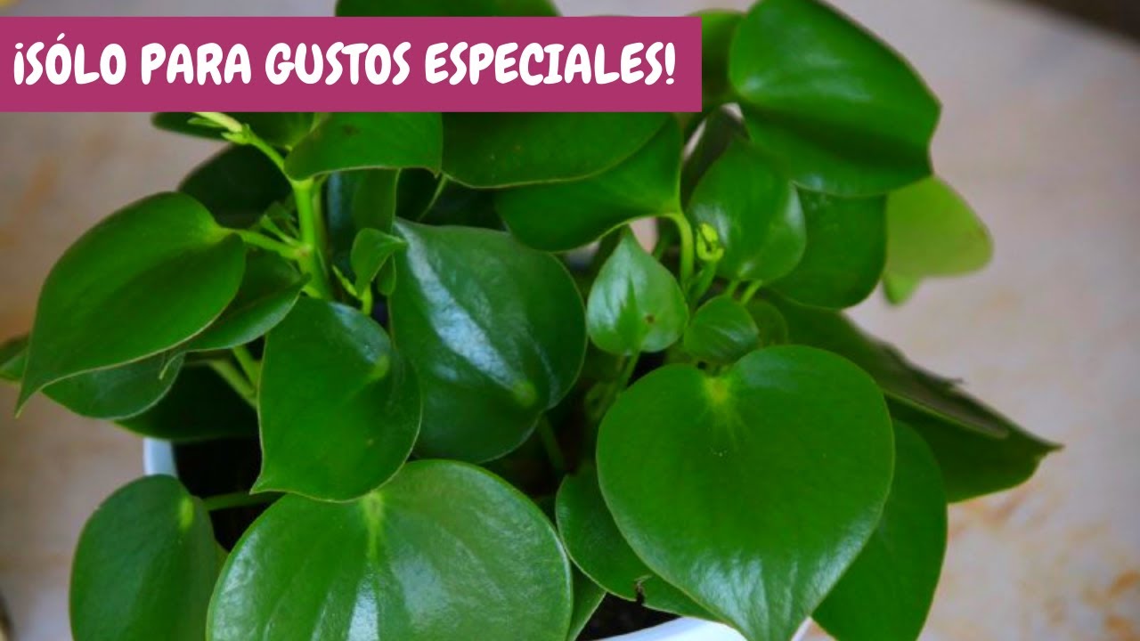 cuidados de la planta corazon de maria