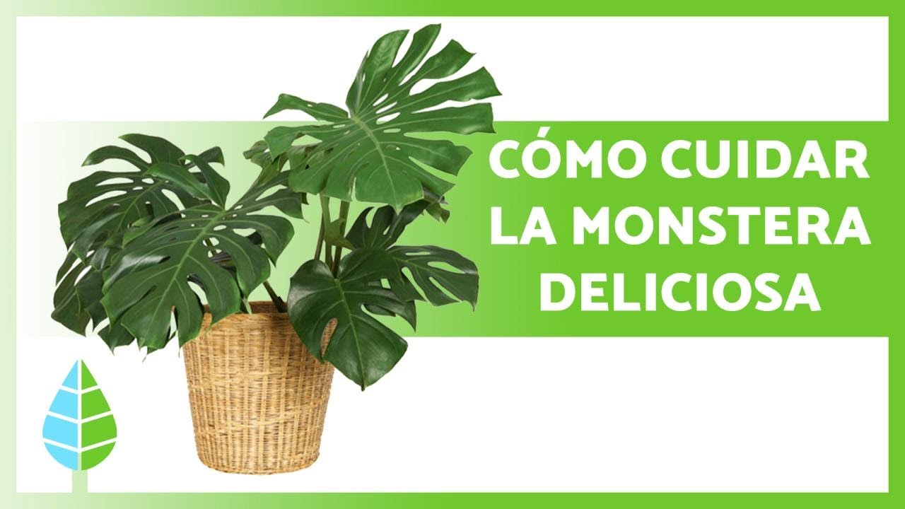 cuidados de la planta costilla de adán