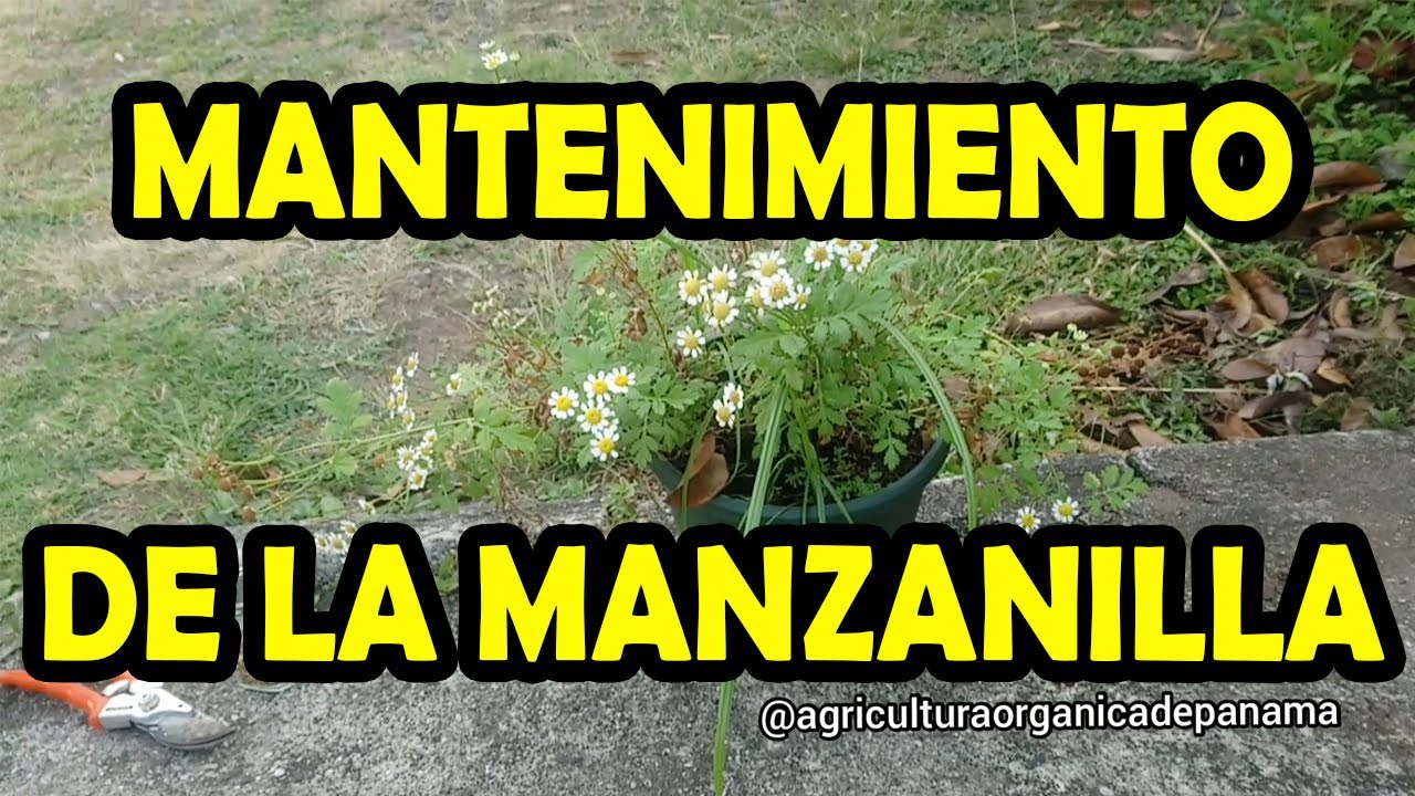 cuidados de la planta de manzanilla