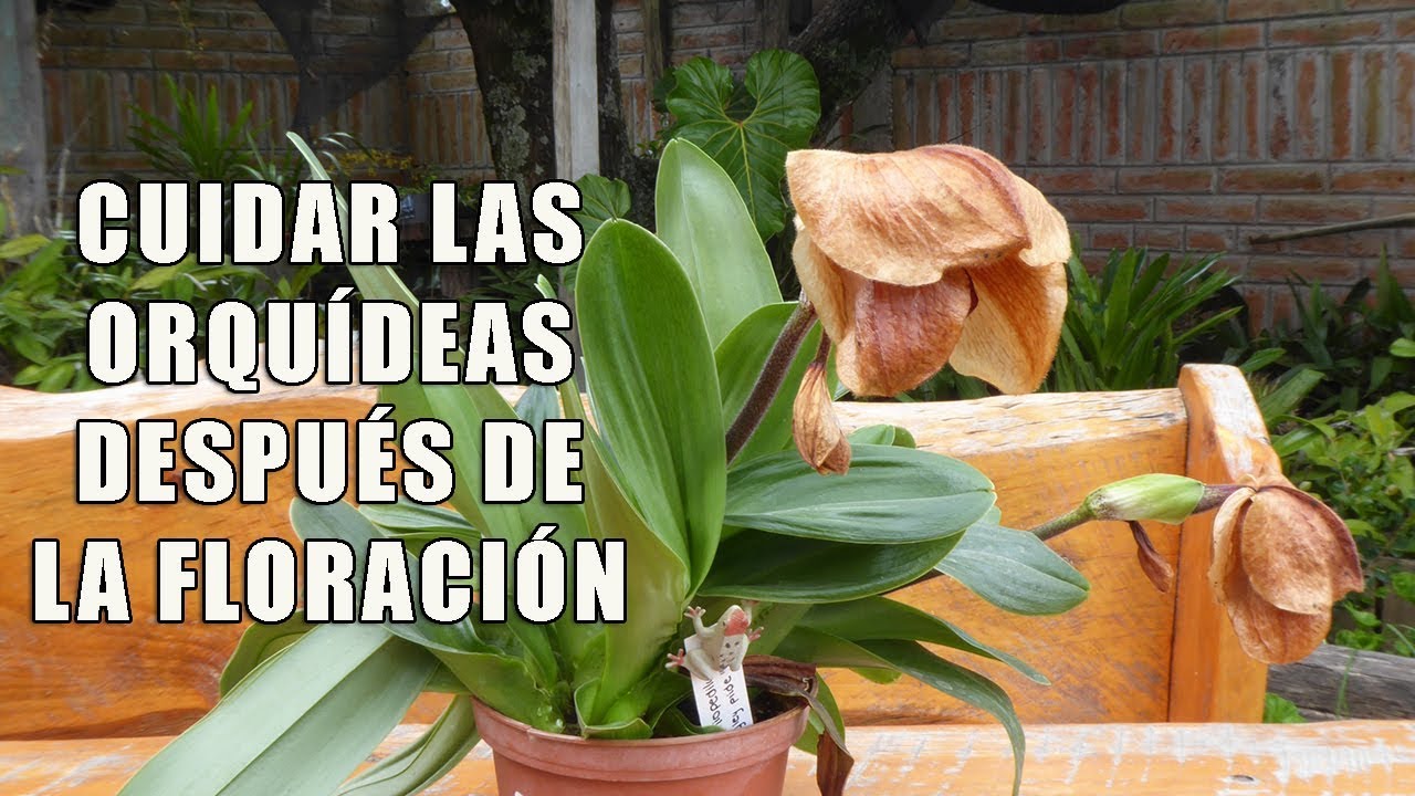 cuidados de las orquideas despues de la floracion