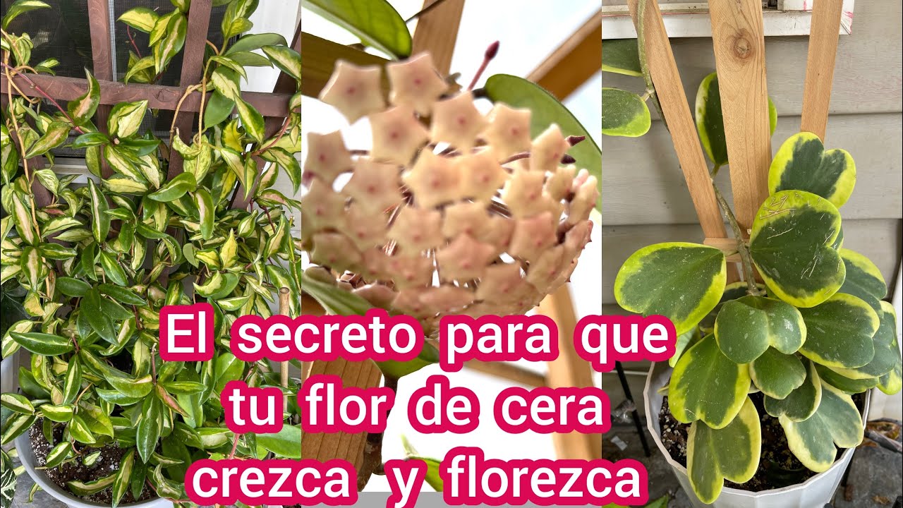 cuidados flor de cera arbusto crecimiento