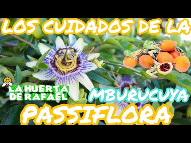 cuidados flor de la pasión en maceta