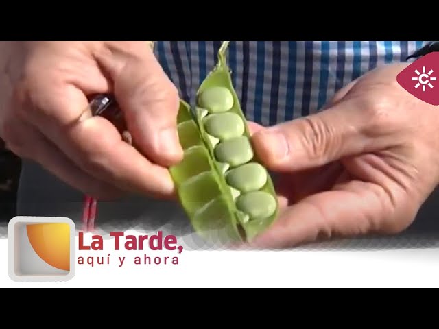 de qué planta salen los altramuces
