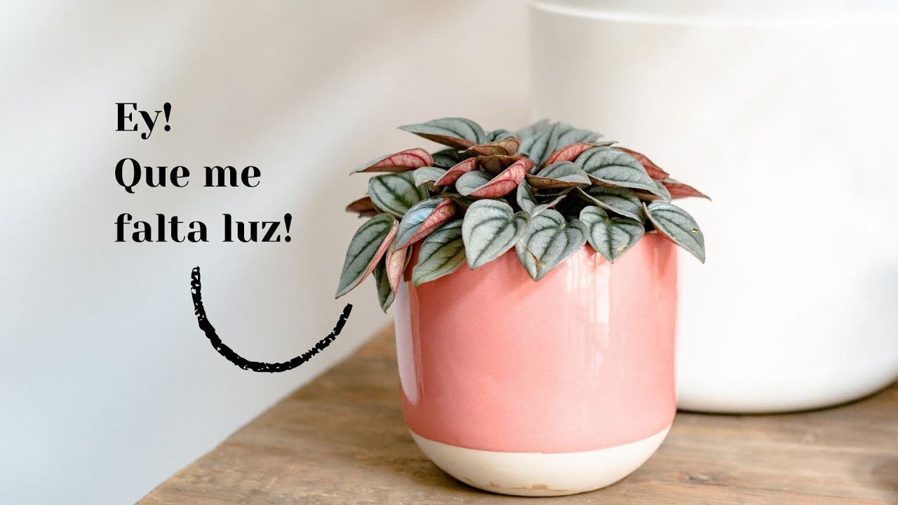 decoloracion de las plantas por falta de luz