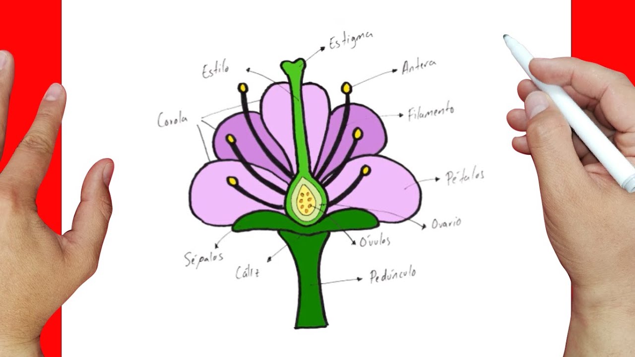 dibujos de flores con sus partes
