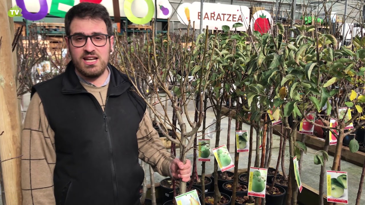 distancia mínima para plantar árboles frutales