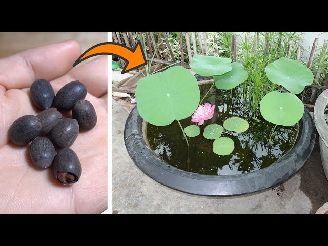 donde comprar flor de loto natural