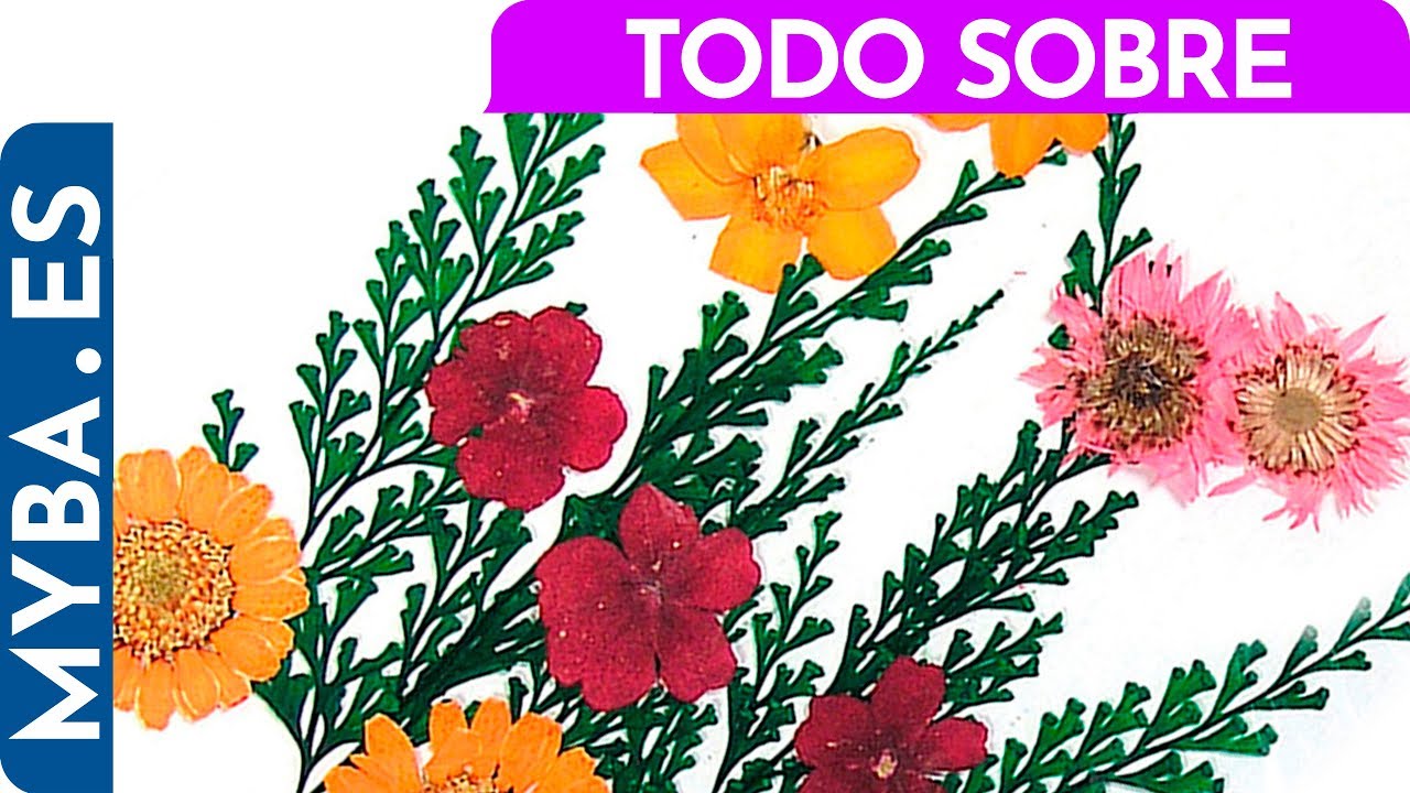 donde comprar flores secas para manualidades