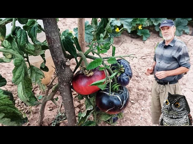 donde comprar plantas de tomate azul