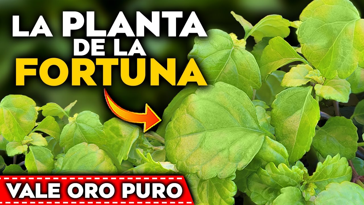 donde poner la planta del dinero