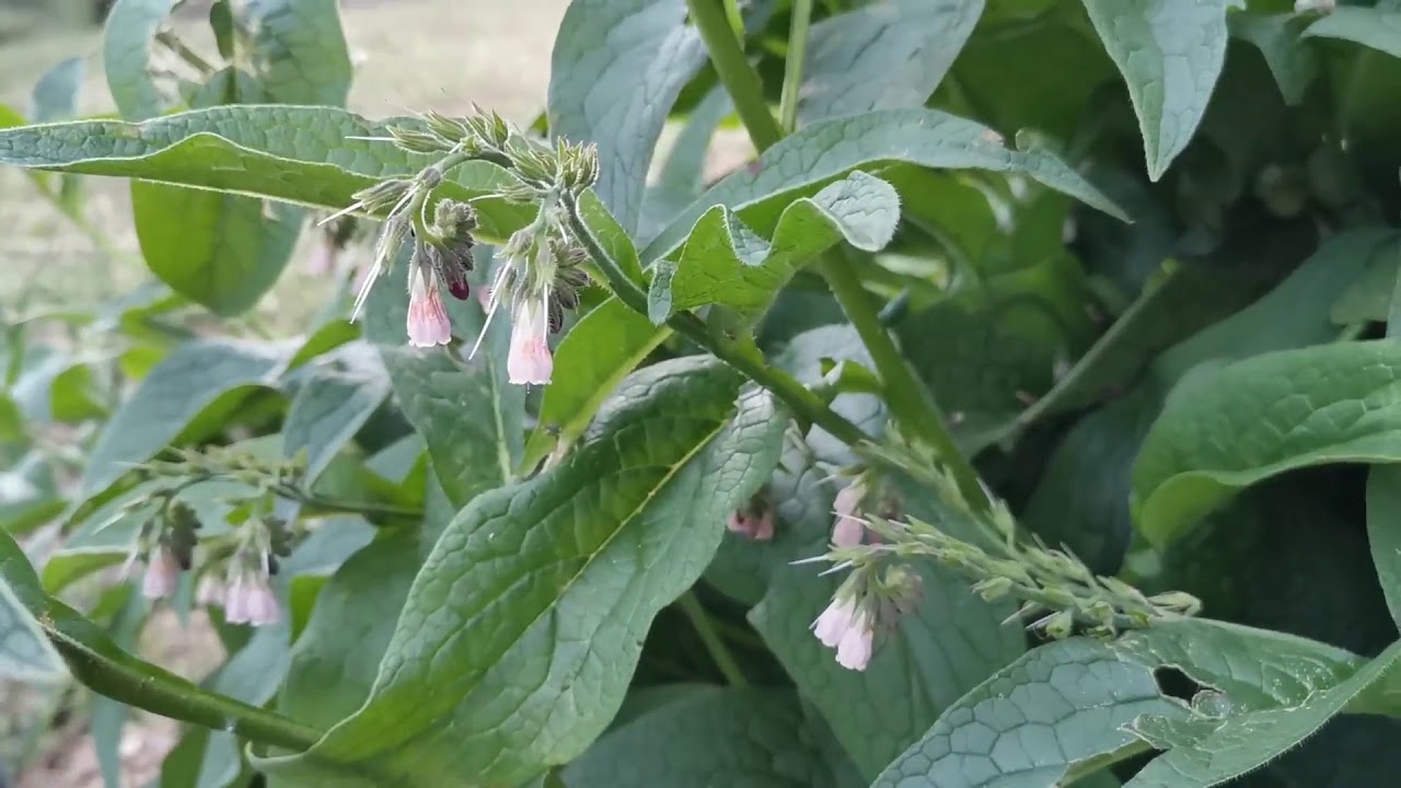 donde puedo conseguir la planta consuelda