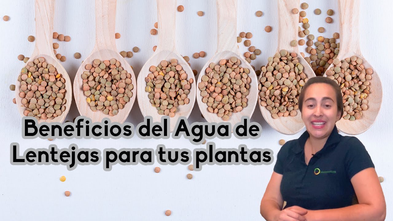 el agua de las lentejas es bueno para las plantas