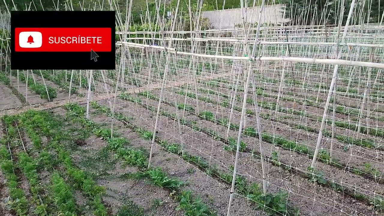 el agua de pozo es buena para las plantas