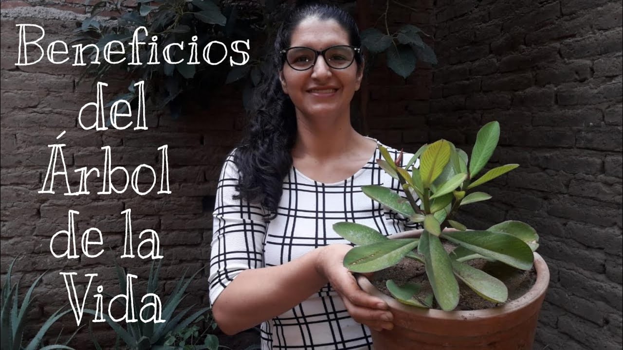 el árbol de la vida planta