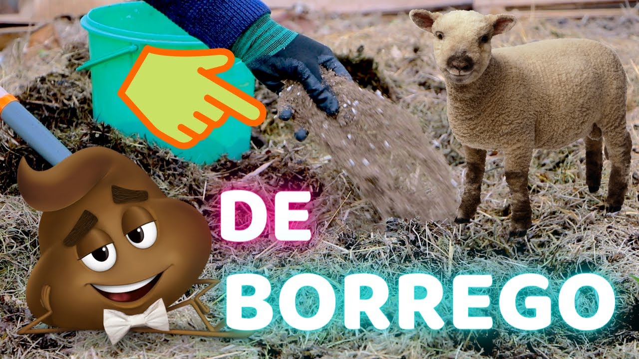 el estiercol de oveja es bueno para las plantas