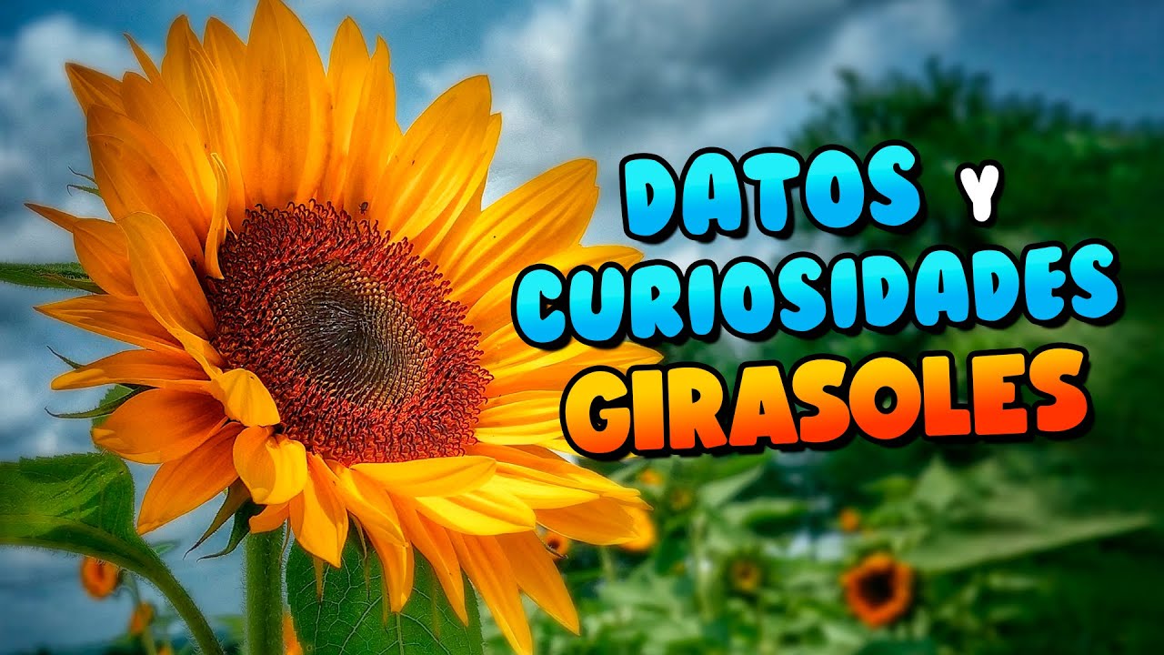 el girasol que tipo de planta es