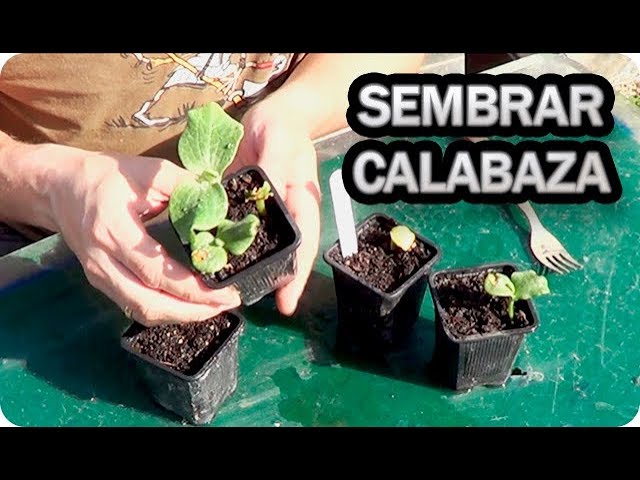 en qué época se planta la calabaza
