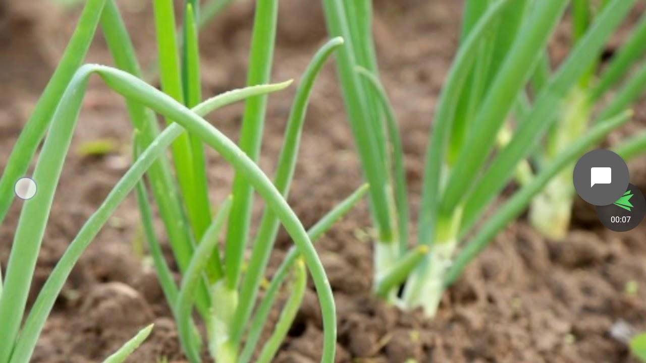 en qué época se planta la cebolla