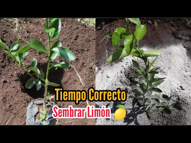 en que epoca se puede trasplantar un limonero