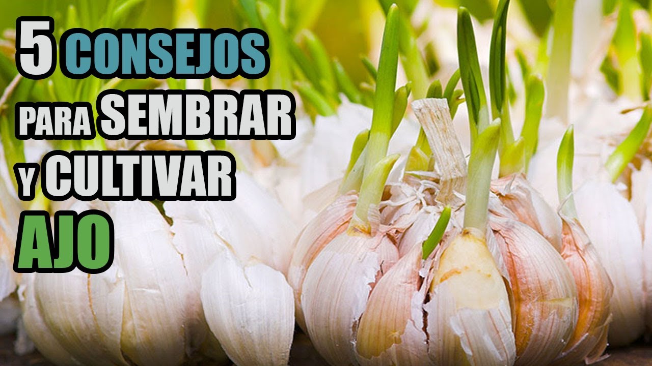 en que fecha se plantan los ajos