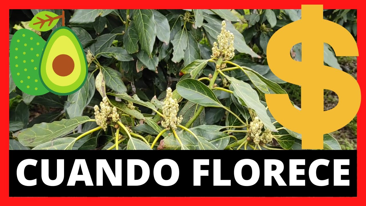 en que mes florecen los aguacates