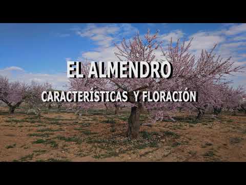 en que mes florecen los almendros
