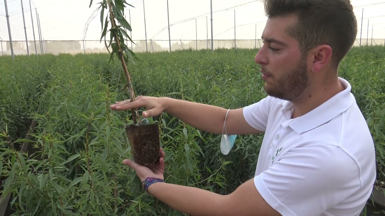 en que mes se plantan los almendros